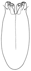 goniodes